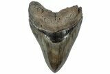 Serrated, Fossil Megalodon Tooth - South Carolina #310401-1